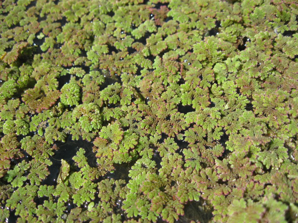 Azolla fausse-fougère