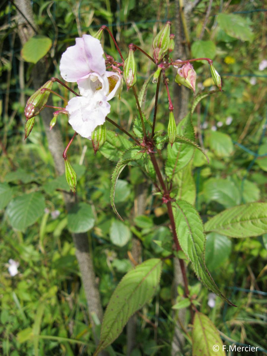 Balsamine de l'Himalaya