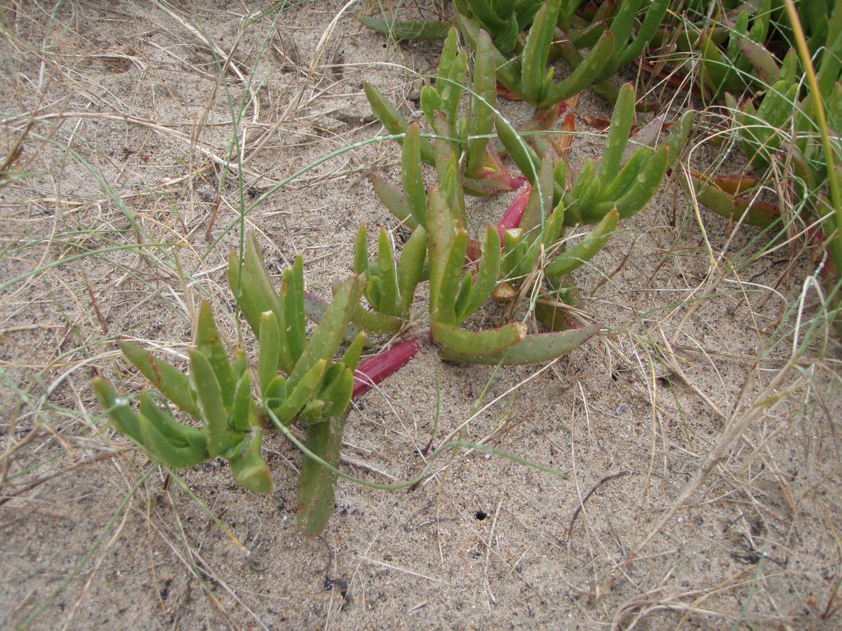 Griffes de sorcière