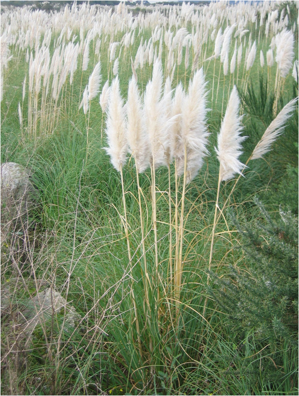 Herbe de la pampa