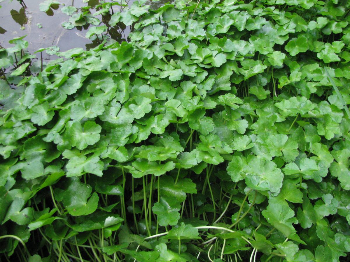 Hydrocotyle fausse-renoncule