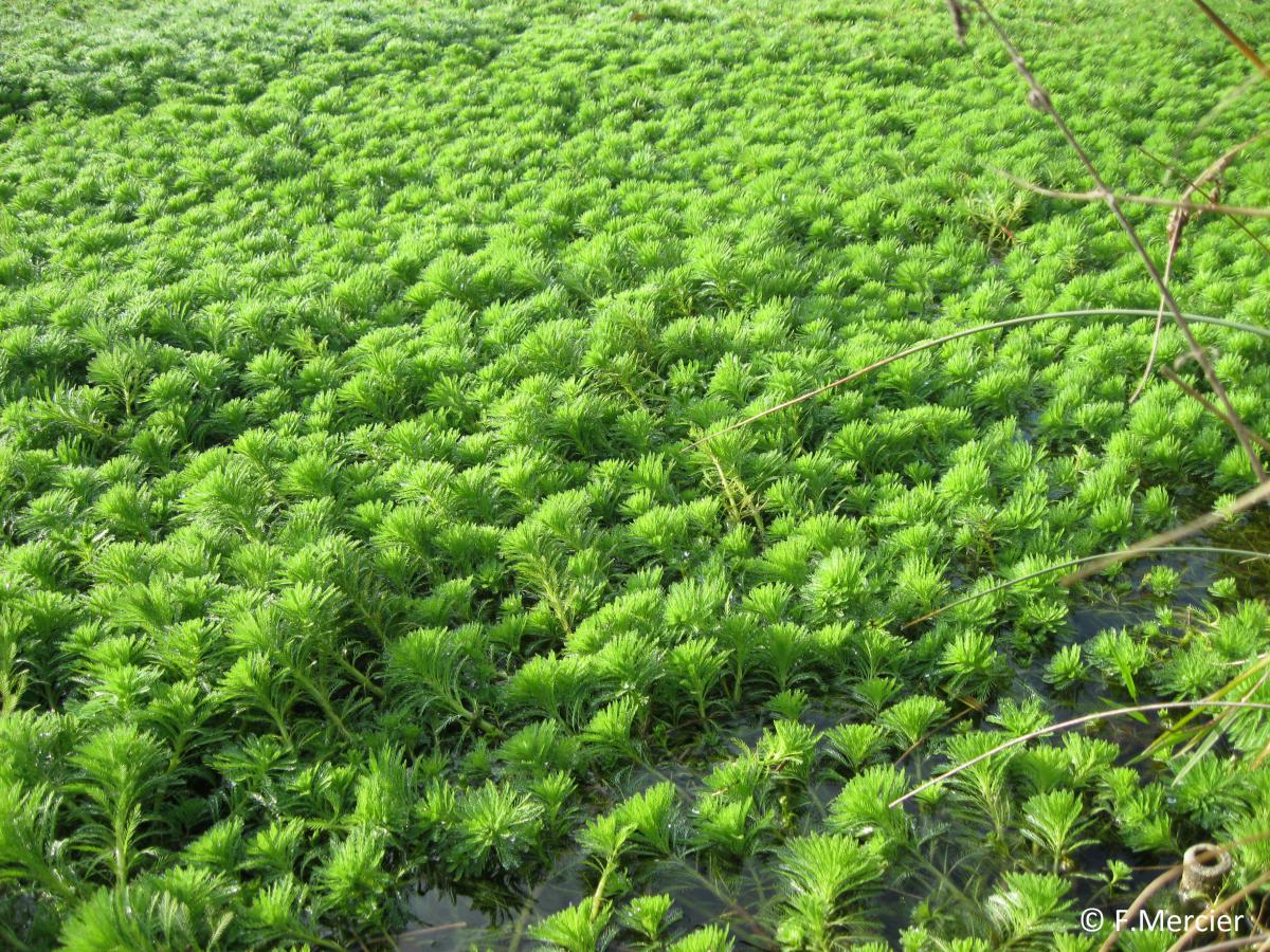 Myriophylle du Brésil