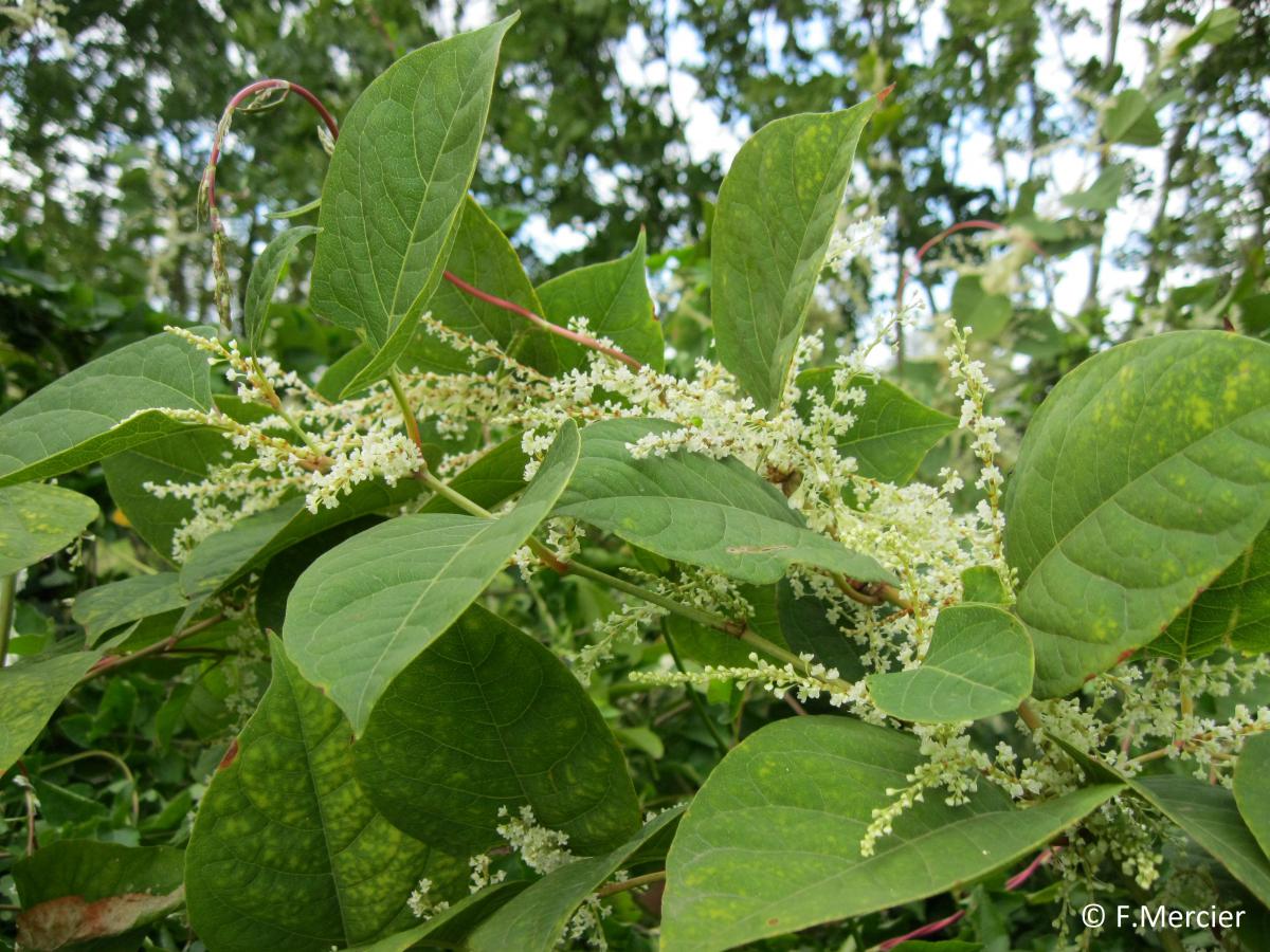 Renouées asiatiques