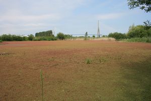 Évaluation de la stratégie régionale aux espèces exotiques envahissantes de Normandie 2018-2022