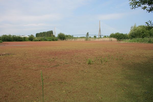 Évaluation de la stratégie régionale aux espèces exotiques envahissantes de Normandie 2018-2022